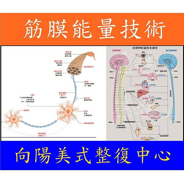 向陽美式整復中心·筋膜力學·筋膜滑移技術-（桃園整骨·中壢整