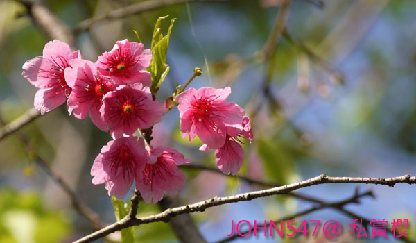 賞櫻私景點 土城桐花公園8