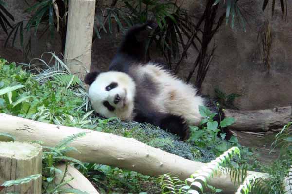 清邁動物園 Chiang Mai Zoo熊貓