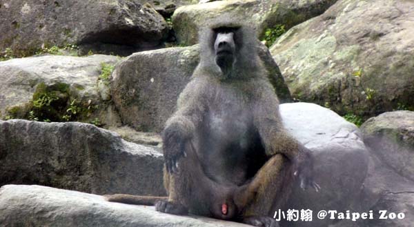 2014臺北木柵動物園Taipei Zoo 猩猩.jpg