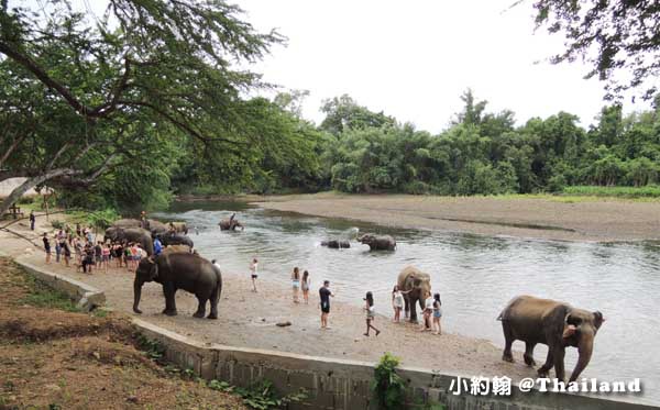 泰國大象世界Elephants World為大象工作@Kanchanaburi10.jpg