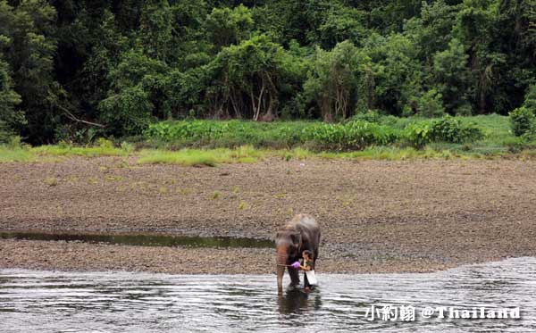 泰國大象世界Elephants World為大象工作@Kanchanaburi大象洗澡2.jpg