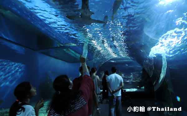 泰國曼谷海洋世界水族館SEA LIFE Bangkok Ocean World暹羅海洋世界
