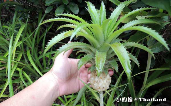 Home Phutoey River Kwai Resort small pineapple.jpg