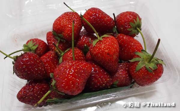 清邁草莓季Chiang mai strawberry20泰銖.jpg