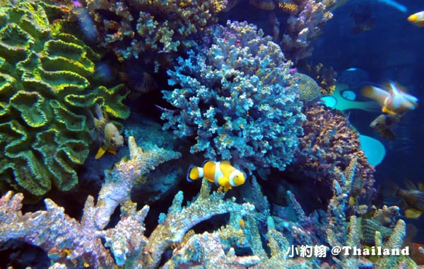 Sea Life Bangkok Ocean World曼谷海洋世界nemo.jpg