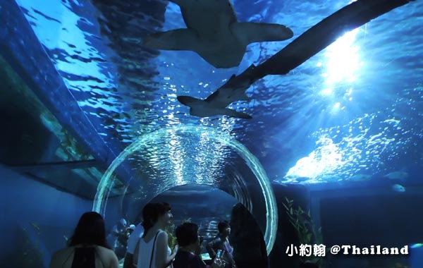 Sea Life Bangkok Ocean World曼谷海洋世界21.jpg