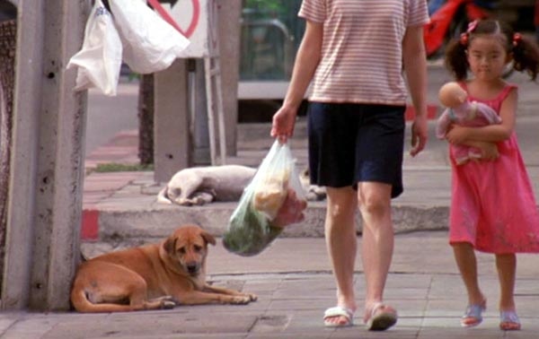 再見流浪犬A bite of Love16.jpg