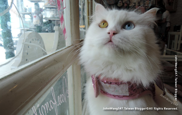 Caturday Cat Cafe BKK.jpg