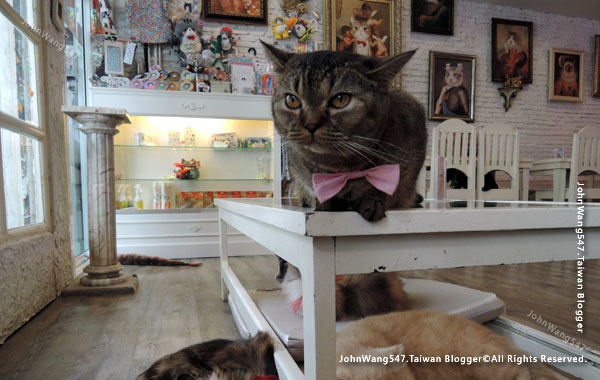 Caturday Cat Cafe Bangkok6.jpg