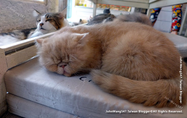 Caturday Cat Cafe Bangkok13.jpg