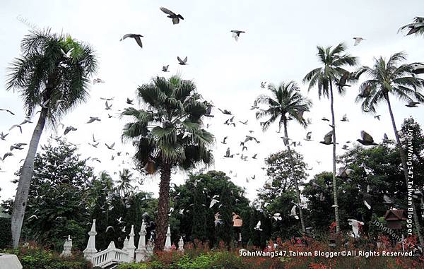 Nong Buak Hard Public Park pigeon2.jpg