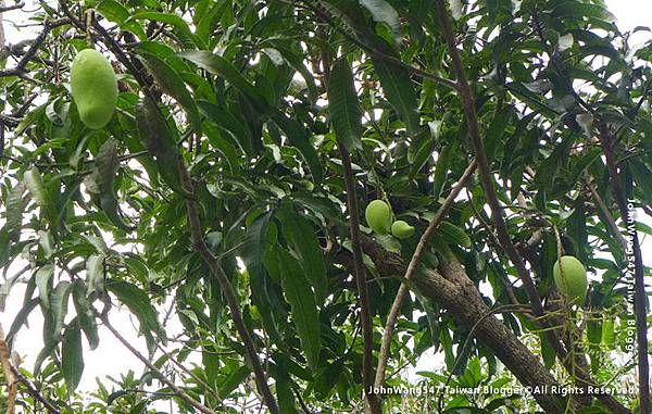 Bang Pa-In Royal Palace mango tree.jpg