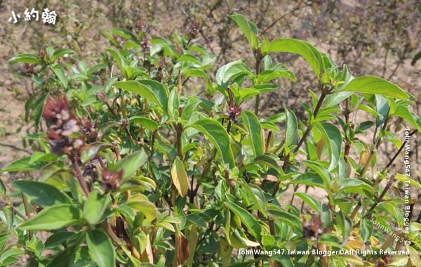 泰國聖羅勒Thai holy basil打拋菜.jpg