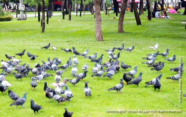 Pigeons Chatuchak Park2.jpg