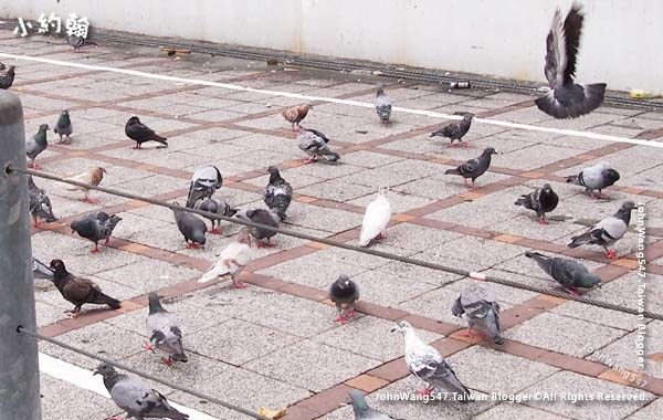 Pigeons MRT Sukhumvit2.jpg