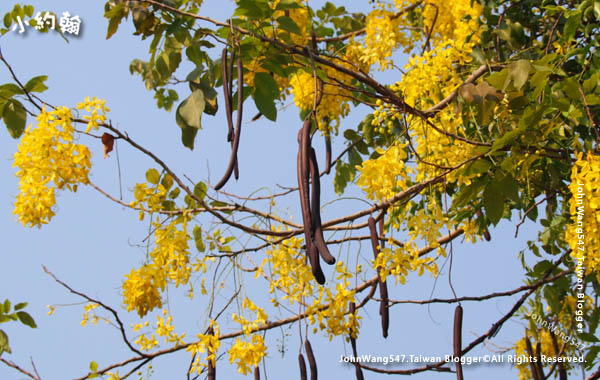 泰國國花阿勃勒Cassia Fistula金鍊花黃金雨7.jpg