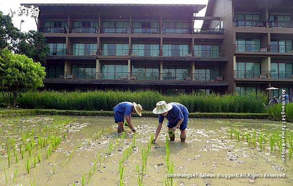 Siripanna Chiang Mai Rice Field Planting1.jpg