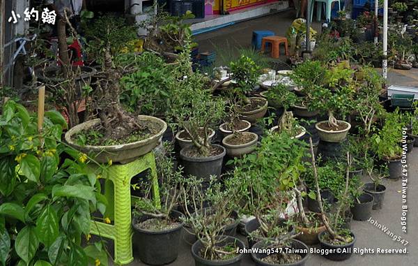曼谷恰圖恰綠色植物市集5.jpg