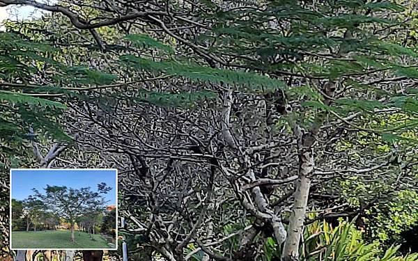 SAMSUNG Galaxy A51測試照片原圖.jpg SAMSUNG Galaxy A51測試照片原圖.jpg