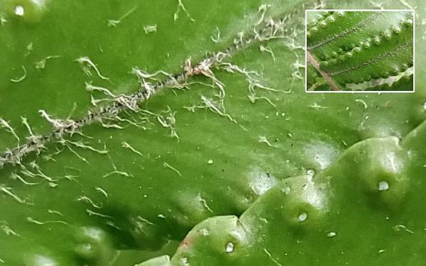 Redmi Note 8T測試照片原圖2.jpg Redmi Note 8T測試照片原圖2.jpg