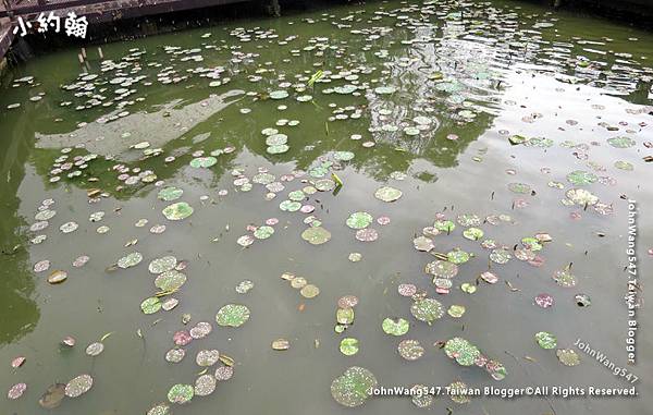 荷花池-桃園八德埤塘生態公園.jpg