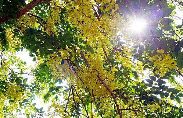 泰國國花-阿勃勒(Cassia Fistula)金鍊花.jpg