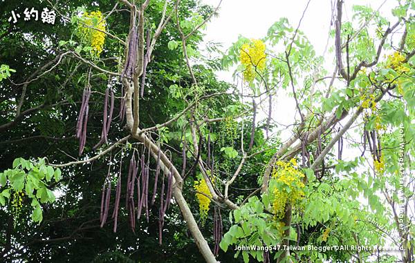 賞花-阿勃勒(Cassia Fistula)金鍊花1.jpg