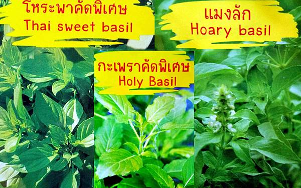 Thai Basil Holy Basil Hoary Basil.jpg