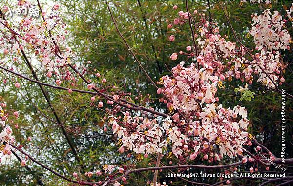 花旗木Cassia bakeriana泰國櫻花.jpg