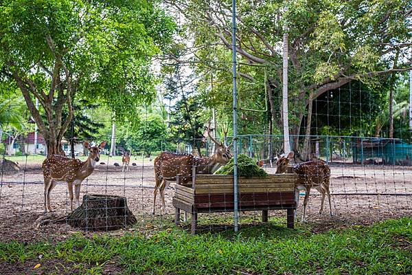 3-Bedroom Beachfront Infinity Pool Villa_Deer-feeding.jpg