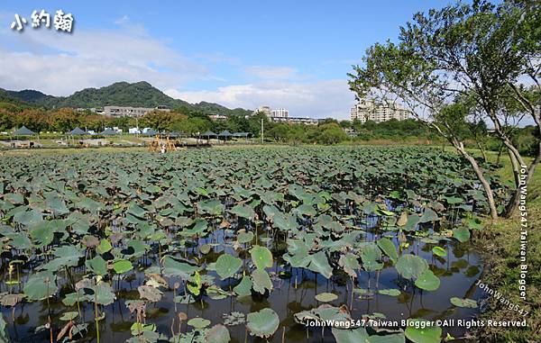 山佳荷花池步道(柑園荷花池)6.jpg