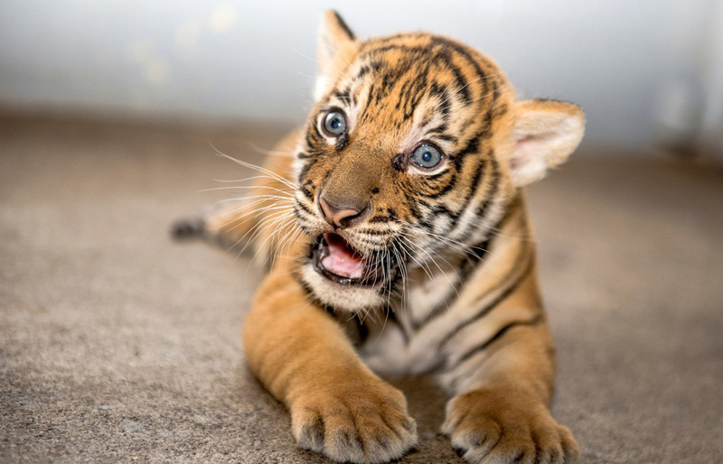 Young Tiger Photo.jpg