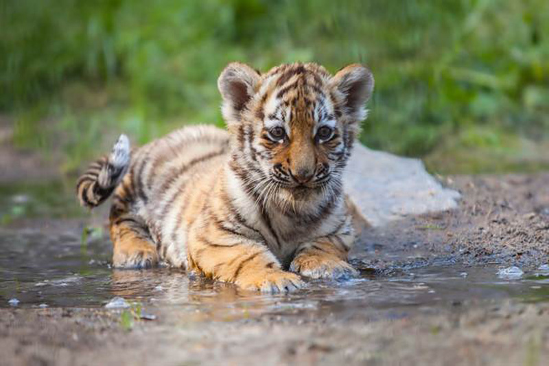 Young Tiger Photo2.jpg