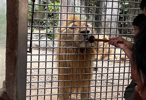 芭達雅綠山動物園-餵獅子.jpg