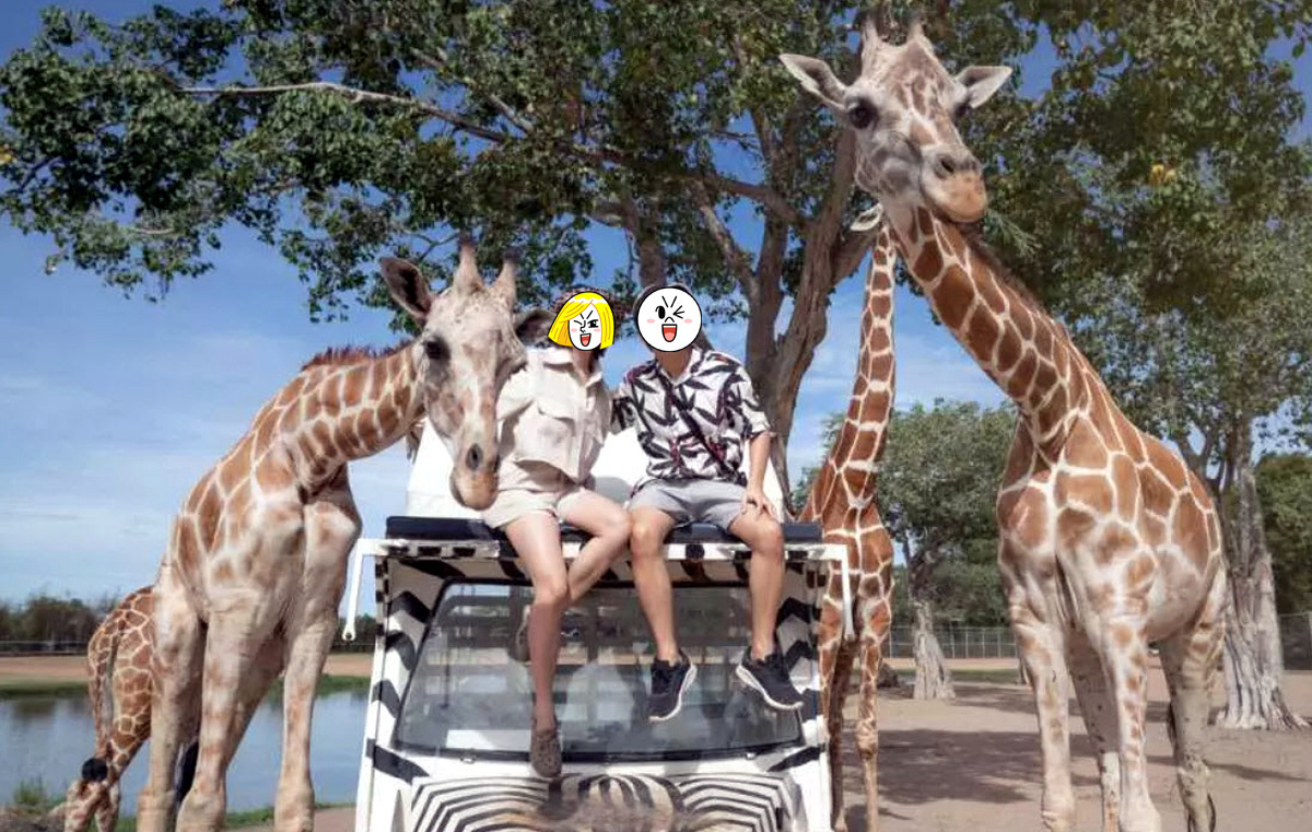 Kanchanaburi Safari Park北碧野生動物園長頸鹿拍照.jpg