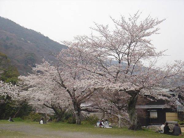 櫻花樹下用餐
