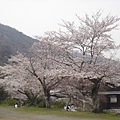櫻花樹下用餐