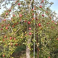 富士蘋果樹
