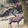 梅花鹿公園