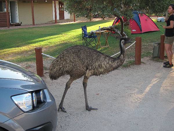 EMU滿街跑
