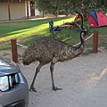 EMU滿街跑