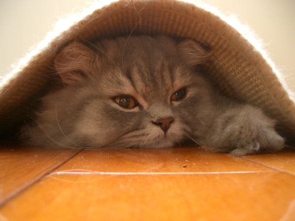 躲在地毯的喵喵
