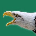 eagle.jpg