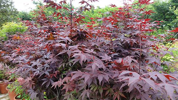 大紅葉系...野村,大鏡,緋之司....等