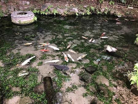 台北天母商圈特色遊戲場天和公園內溫泉水(番井沸泉)適合小孩戲