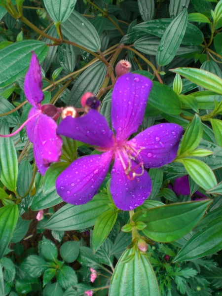 大大的紫花