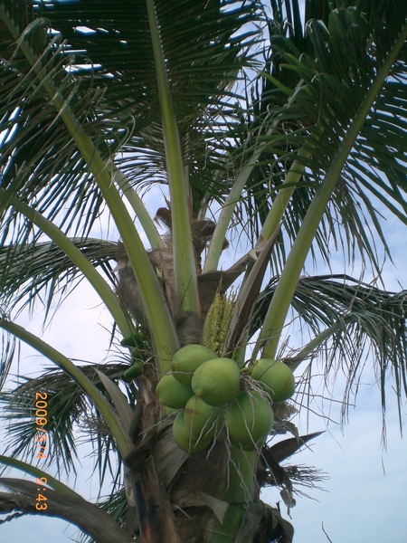 我們在燕巢,看到了結石累累的椰子~