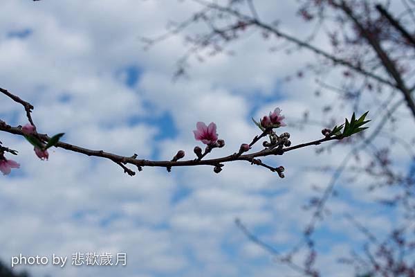 風櫃斗之踏雪尋梅與櫻花片片-4.jpg