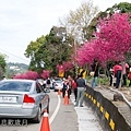 櫻木花道花片片新社公所櫻花紅-2.jpg